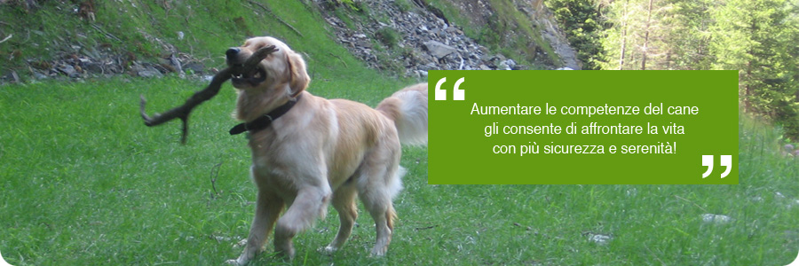cane-adulto_01