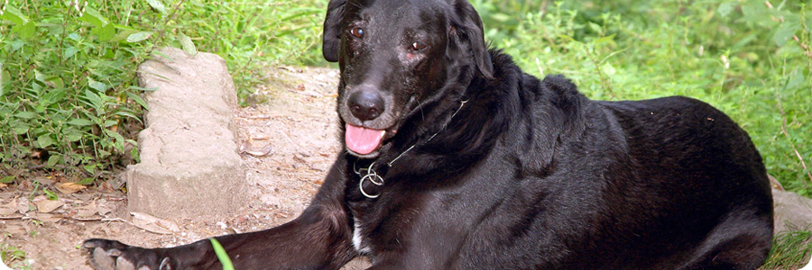scelta-del-cane_04