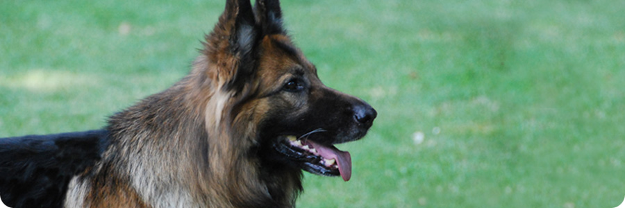 scelta-del-cane_03