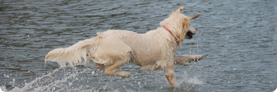 mobility-dog_04