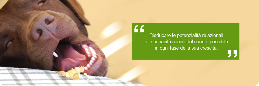 cane-adulto_02