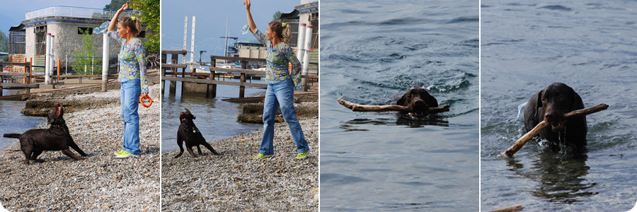 mobility-dog_02