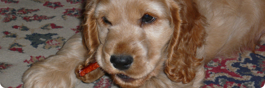 scelta-del-cane_02