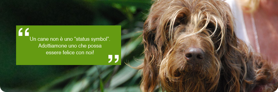 scelta-del-cane_01
