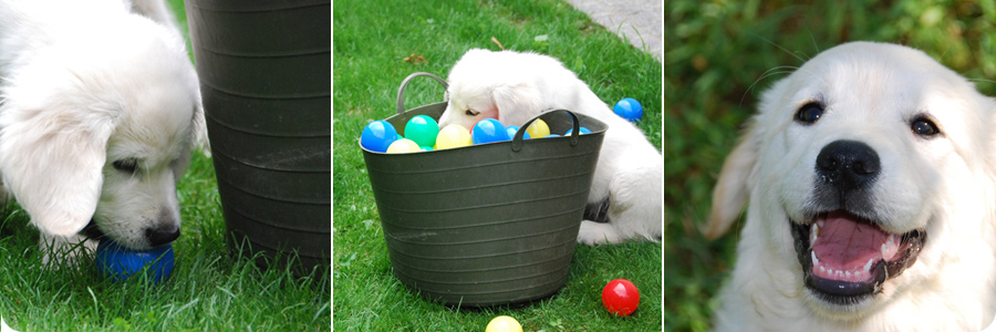 cucciolo_03